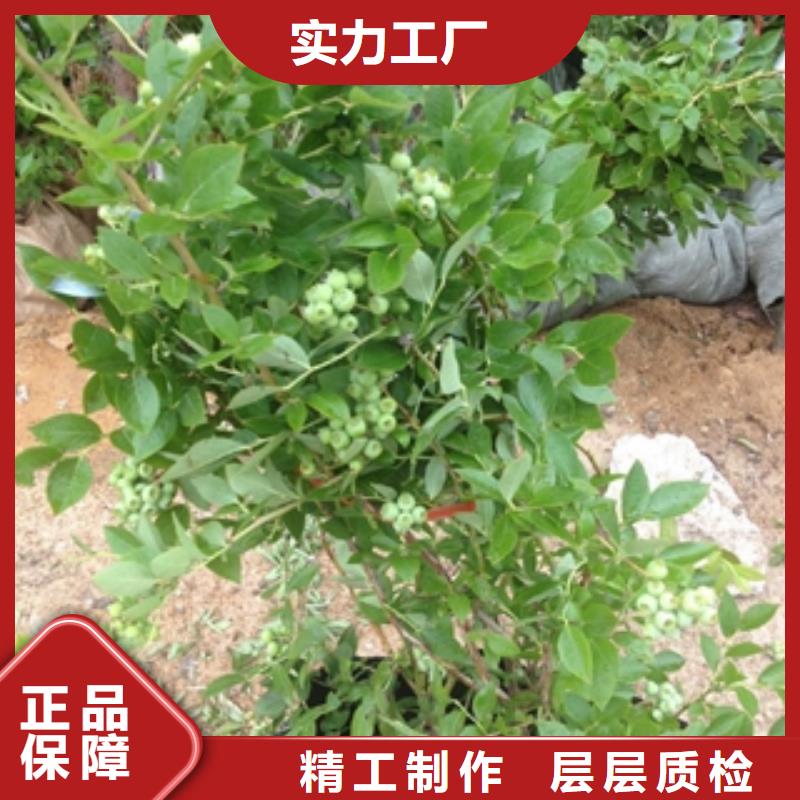正家泰山景松 造型景松【 蓝莓苗生产加工】诚信商务网