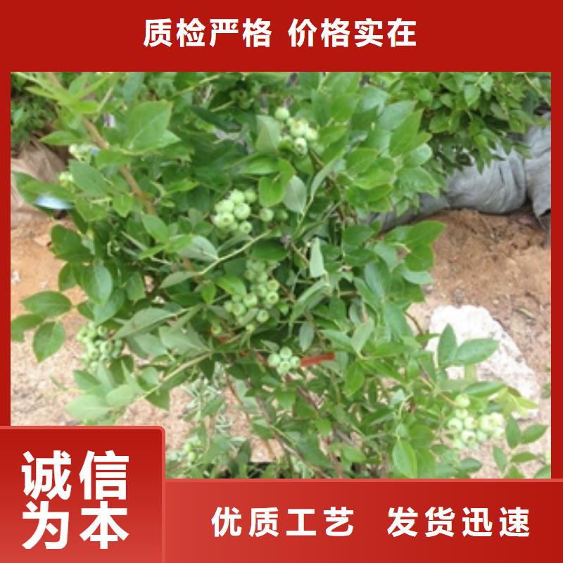 蓝莓苗_钙果苗价格地道