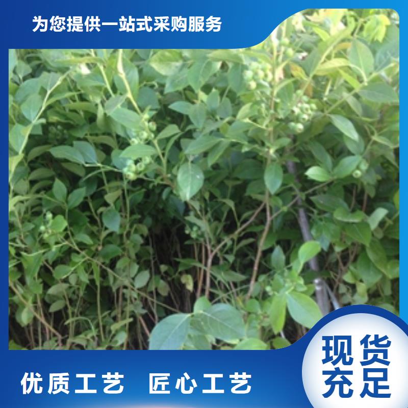 蓝莓苗核桃苗樱花苗长果桑树苗品质值得信赖