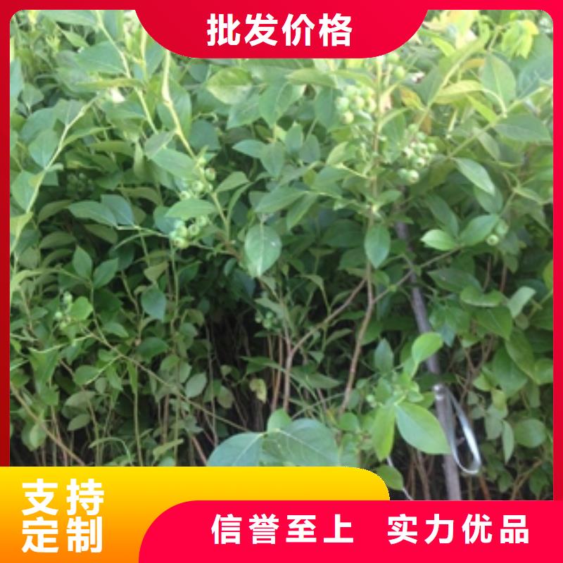 蓝莓苗,占地果树现货直供