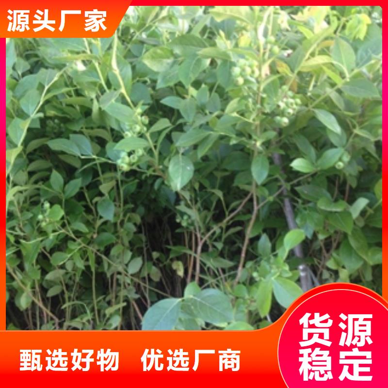 蓝莓苗-占地果树多年厂家可靠