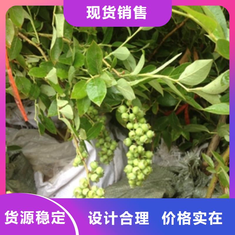 泰山景松 造型景松视频-泰山景松 造型景松_辽宁省抚顺市市场覆盖顺城|新抚|阜新|锦州|营口|丹东等