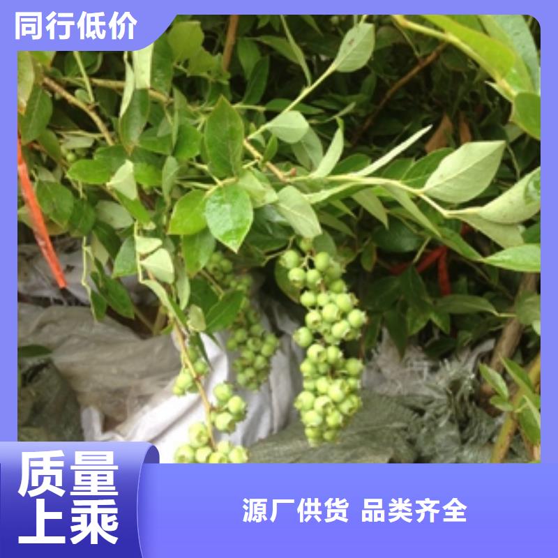 蓝莓苗_泰山景松造型景松满足客户所需