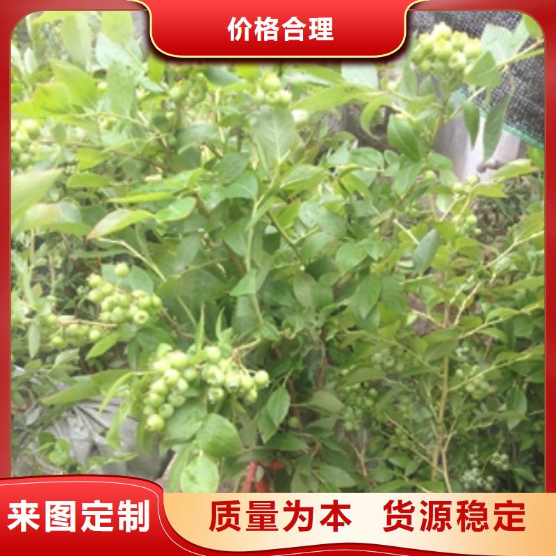 正家泰山景松 造型景松【 蓝莓苗生产加工】诚信商务网