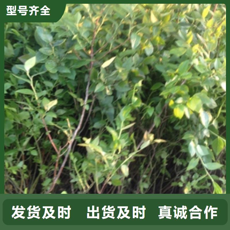 蓝莓苗,占地果树现货直供