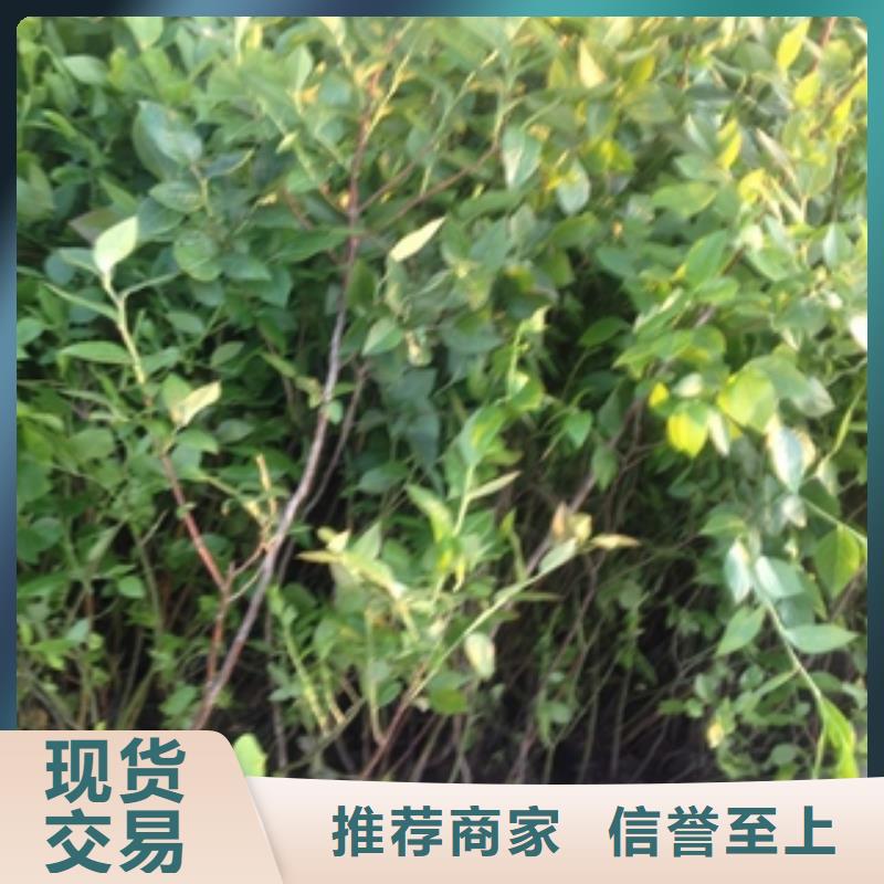蓝莓苗碧桃厂家定制