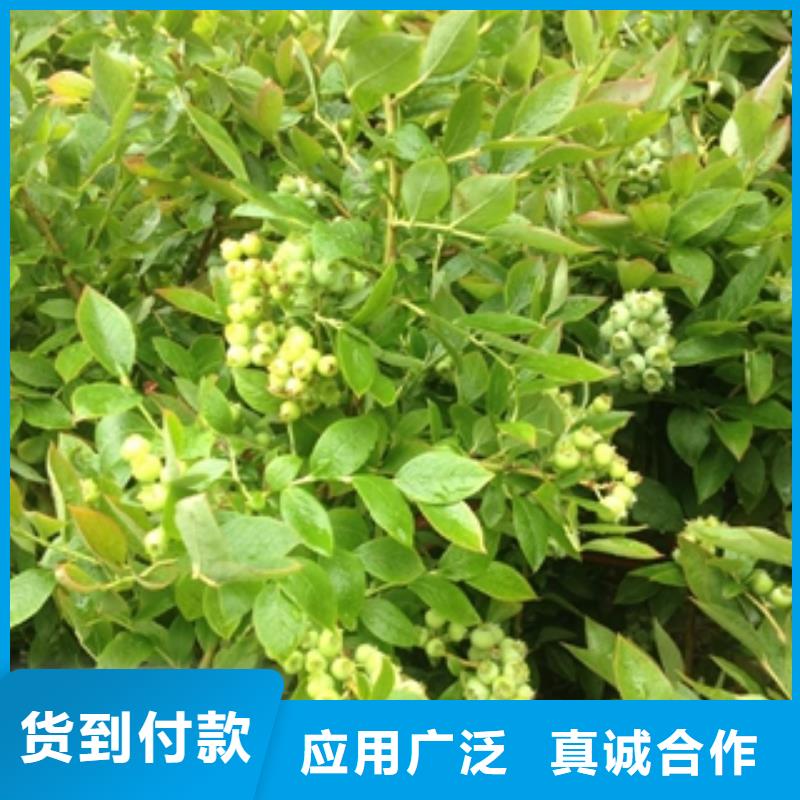 蓝莓苗_泰山景松造型景松满足客户所需