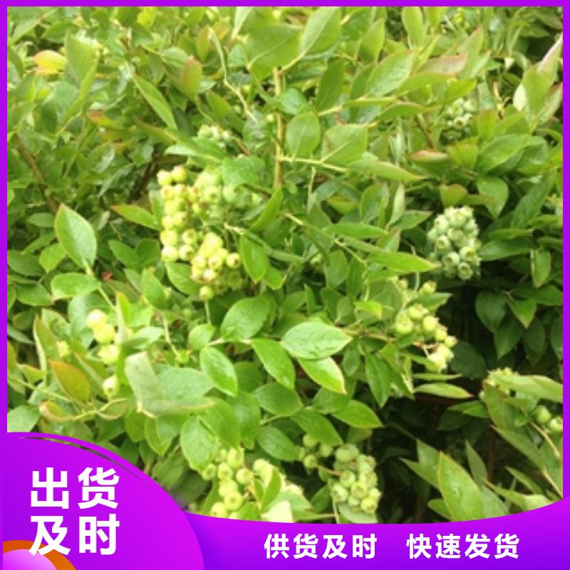 蓝莓苗,占地果树现货直供