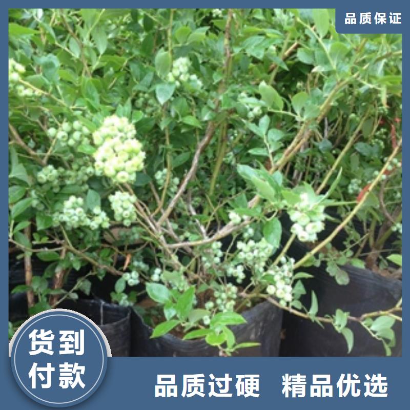 蓝莓苗碧桃厂家定制