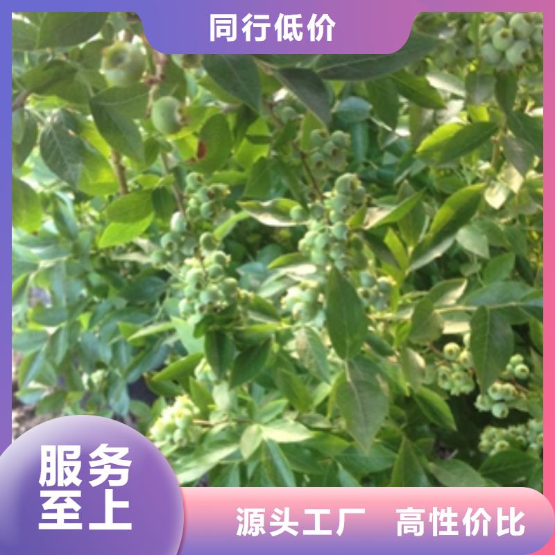 蓝莓苗碧桃厂家定制
