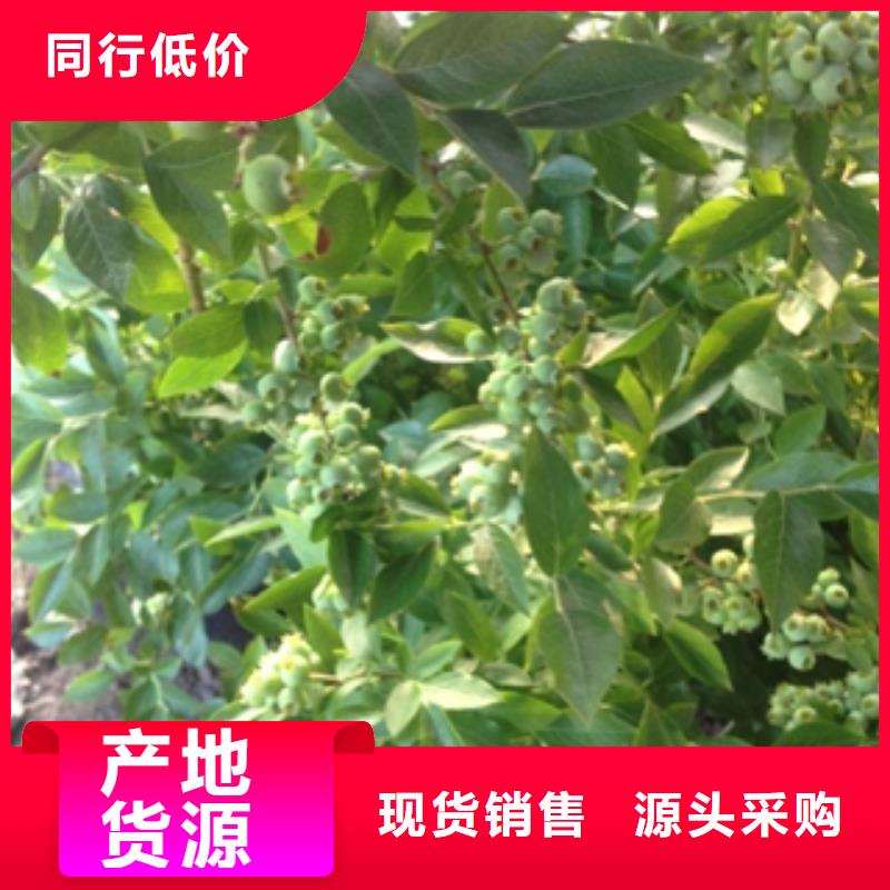 蓝莓苗,占地果树现货直供