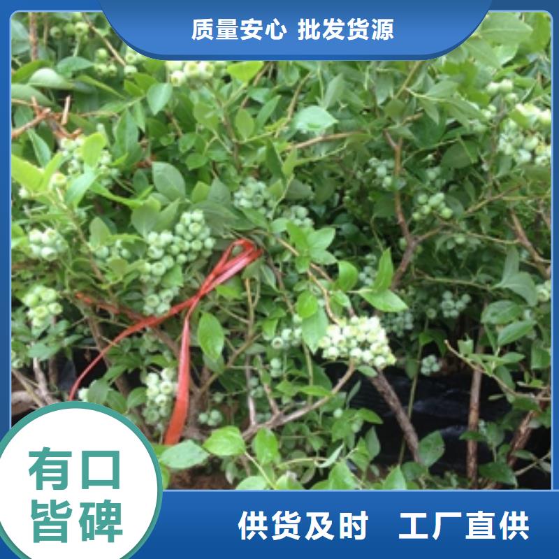 蓝莓苗碧桃厂家定制