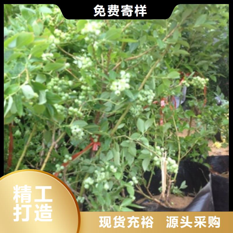 蓝莓苗-占地果树多年厂家可靠