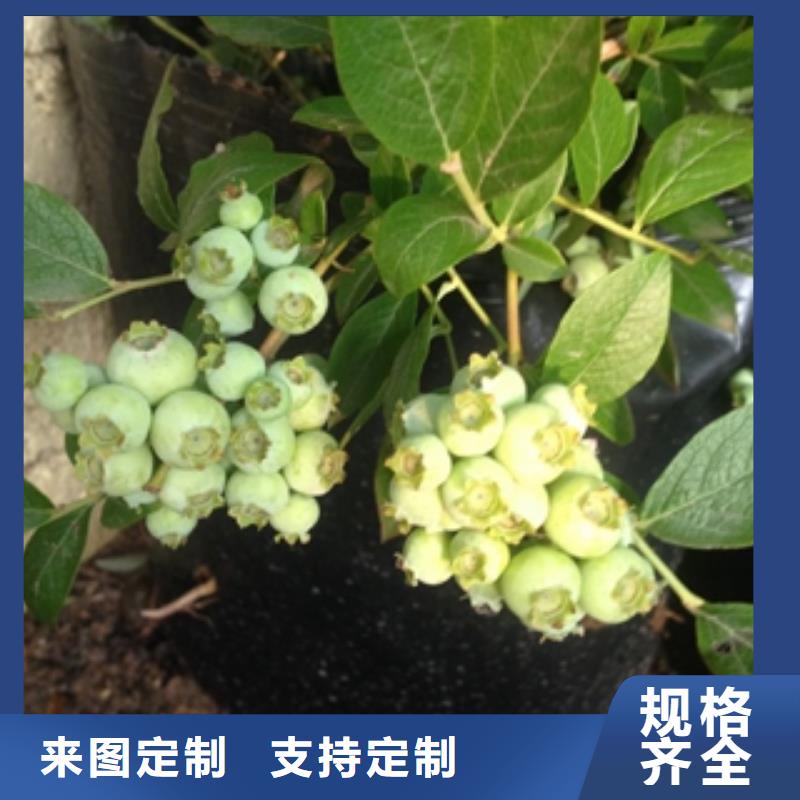 蓝莓苗-占地果树多年厂家可靠