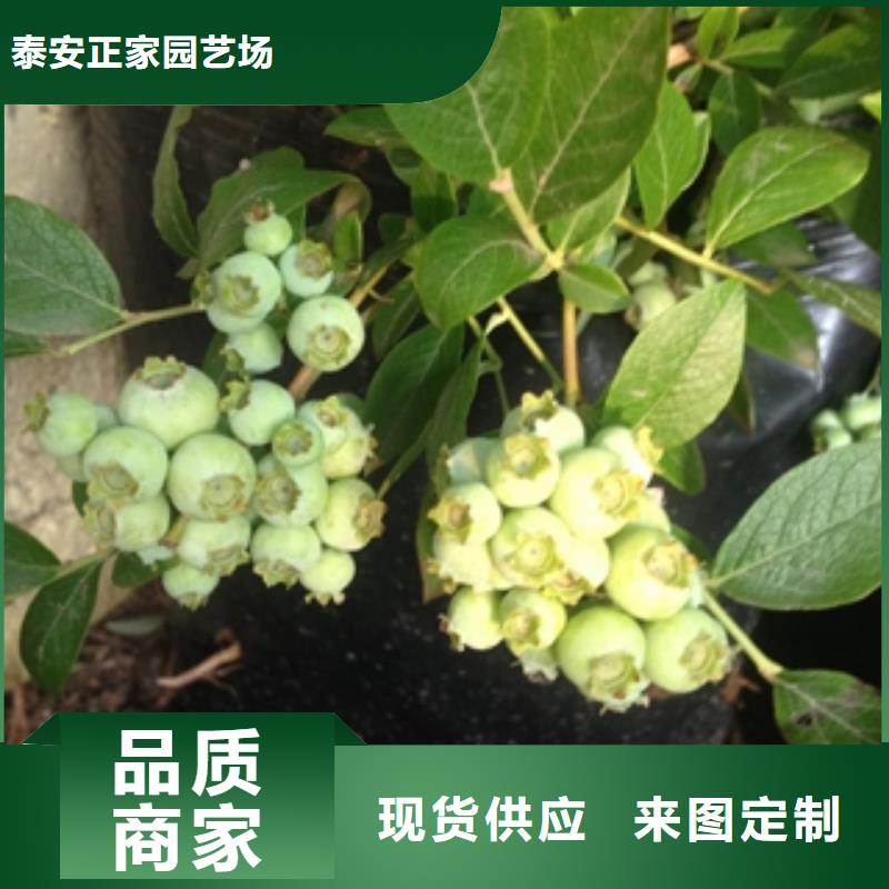 蓝莓苗-占地果树多年厂家可靠
