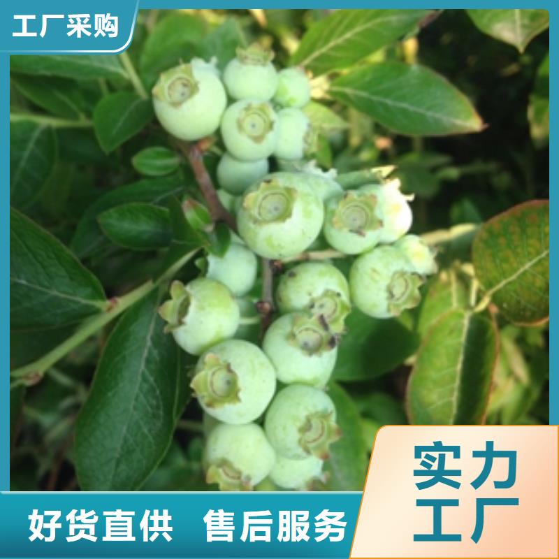 蓝莓苗_泰山景松造型景松满足客户所需