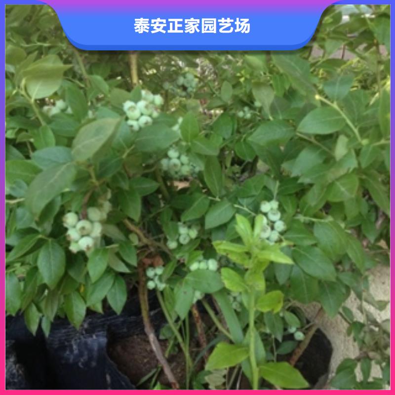 蓝莓苗-占地果树多年厂家可靠