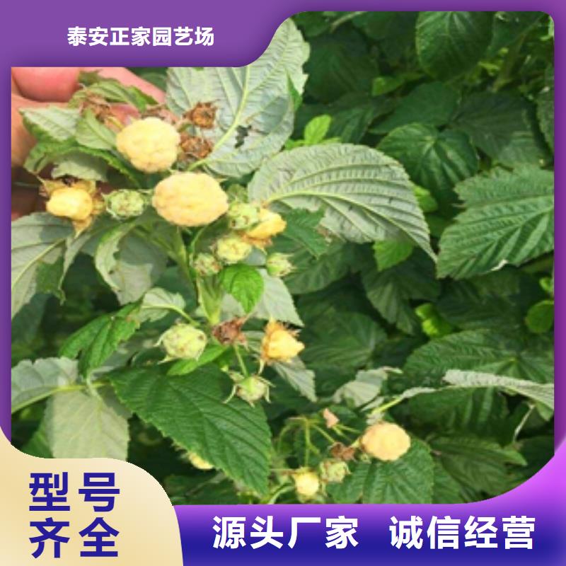 泰山景松 造型景松视频-乌海|锡林郭勒|阿拉善|呼和浩特|兴安|呼伦贝尔泰山景松 造型景松一站式采购-正家园艺场(通辽市分公司)