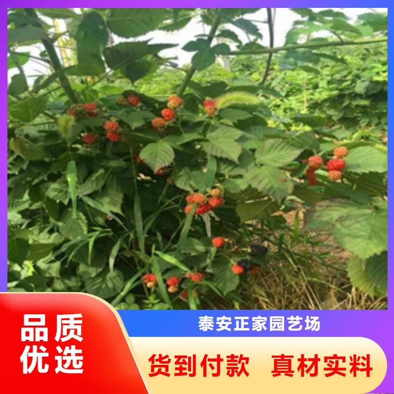 泰山景松 造型景松视频-安徽省铜陵市正家泰山景松 造型景松可服务区域铜官山|狮子山|滁州|淮北|宿州|阜阳等