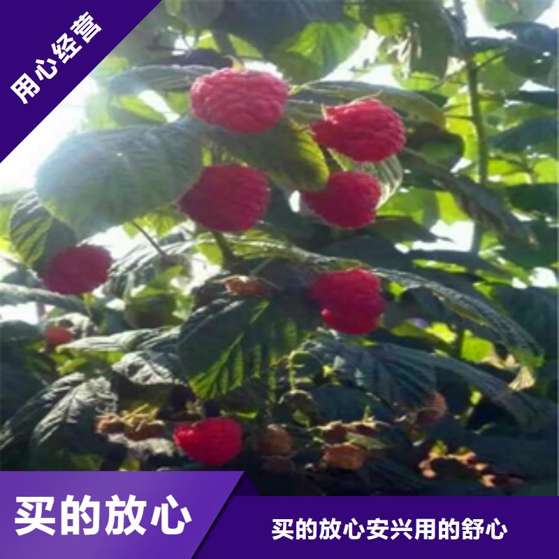泰山景松 造型景松视频-安徽省铜陵市正家泰山景松 造型景松可服务区域铜官山|狮子山|滁州|淮北|宿州|阜阳等