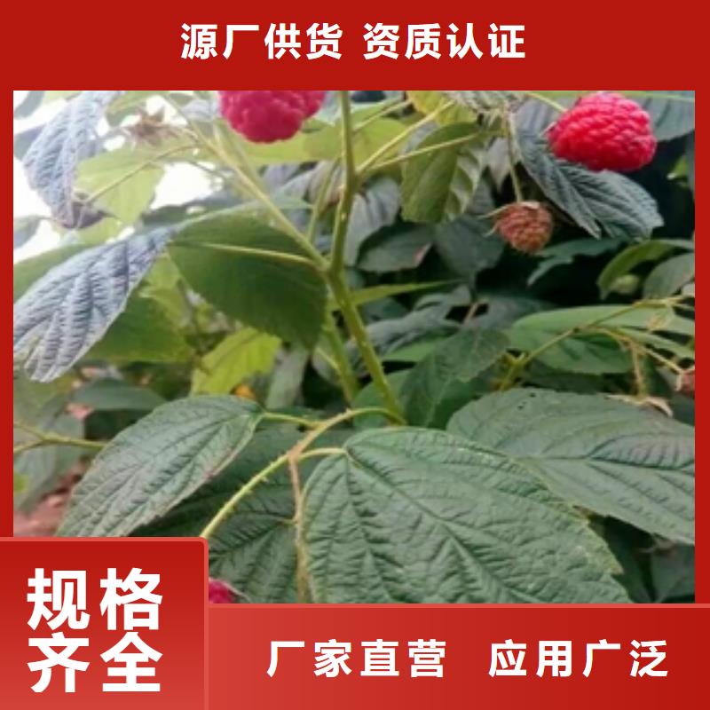 泰山景松 造型景松视频-安徽省铜陵市正家泰山景松 造型景松可服务区域铜官山|狮子山|滁州|淮北|宿州|阜阳等
