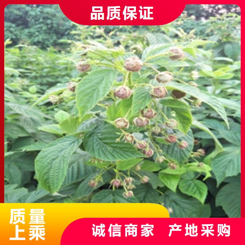 泰山景松 造型景松视频-安徽省铜陵市正家泰山景松 造型景松可服务区域铜官山|狮子山|滁州|淮北|宿州|阜阳等