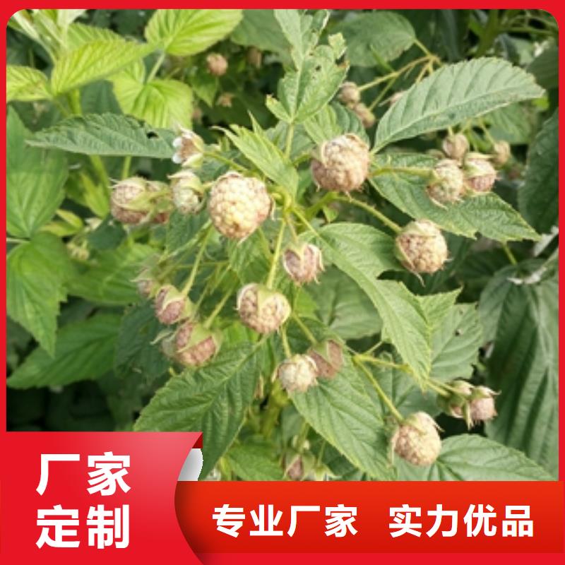 泰山景松 造型景松视频-乌海|锡林郭勒|阿拉善|呼和浩特|兴安|呼伦贝尔泰山景松 造型景松一站式采购-正家园艺场(通辽市分公司)