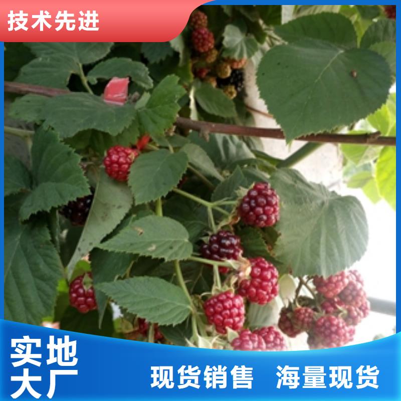 泰山景松 造型景松视频-乌海|锡林郭勒|阿拉善|呼和浩特|兴安|呼伦贝尔泰山景松 造型景松一站式采购-正家园艺场(通辽市分公司)