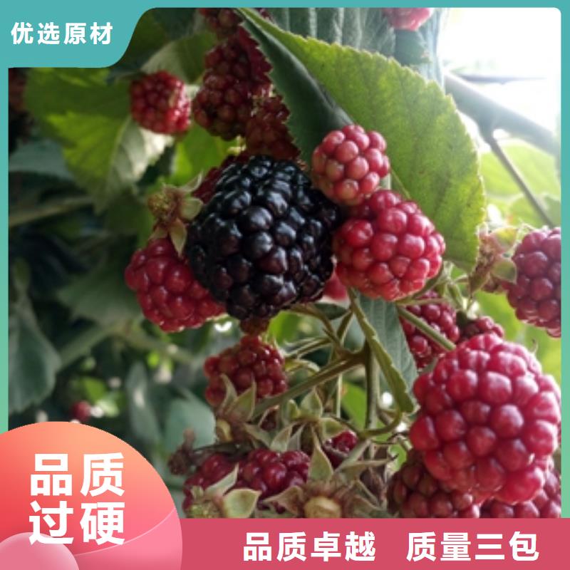 泰山景松 造型景松视频-乌海|锡林郭勒|阿拉善|呼和浩特|兴安|呼伦贝尔泰山景松 造型景松一站式采购-正家园艺场(通辽市分公司)