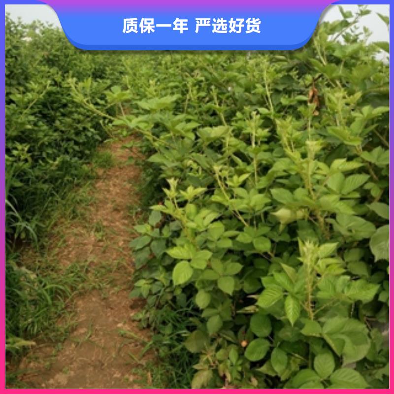 泰山景松 造型景松视频-乌海|锡林郭勒|阿拉善|呼和浩特|兴安|呼伦贝尔泰山景松 造型景松一站式采购-正家园艺场(通辽市分公司)