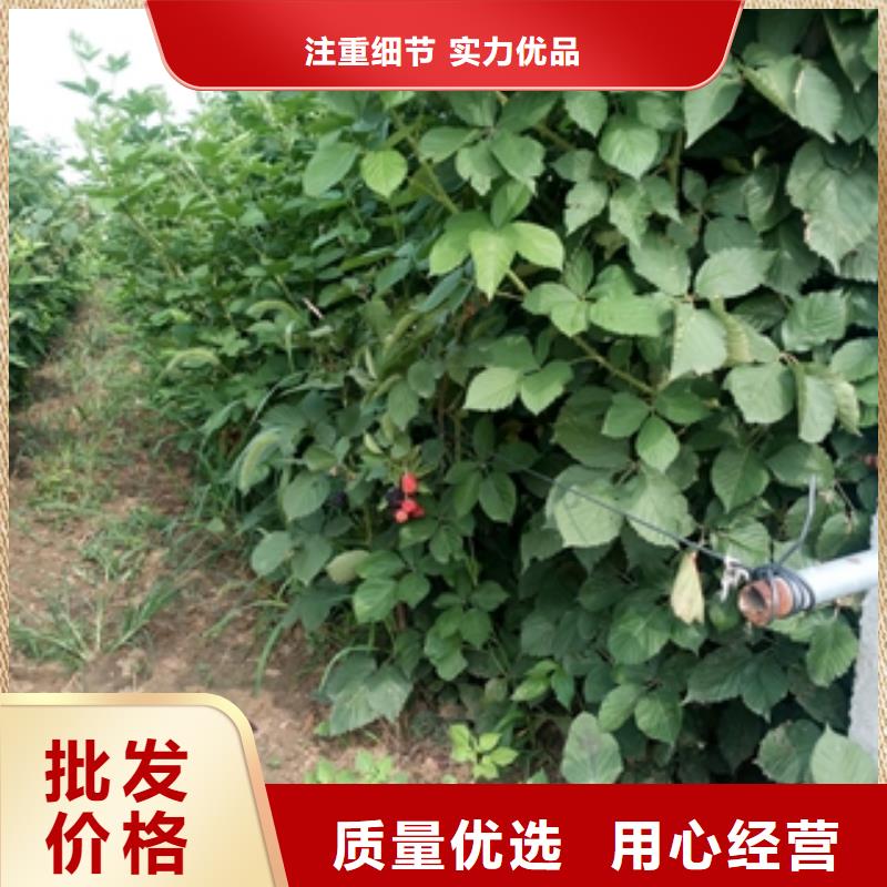 泰山景松 造型景松视频-安徽省铜陵市正家泰山景松 造型景松可服务区域铜官山|狮子山|滁州|淮北|宿州|阜阳等