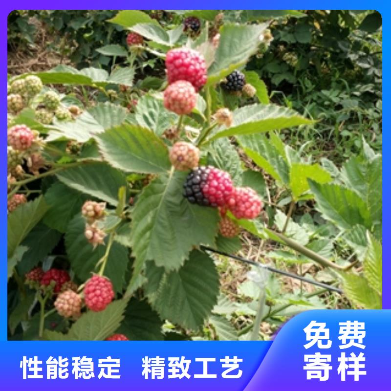 泰山景松 造型景松视频-乌海|锡林郭勒|阿拉善|呼和浩特|兴安|呼伦贝尔泰山景松 造型景松一站式采购-正家园艺场(通辽市分公司)