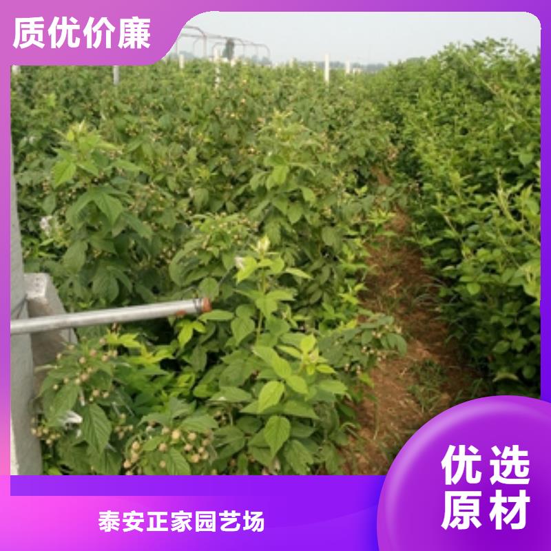 泰山景松 造型景松视频-乌海|锡林郭勒|阿拉善|呼和浩特|兴安|呼伦贝尔泰山景松 造型景松一站式采购-正家园艺场(通辽市分公司)