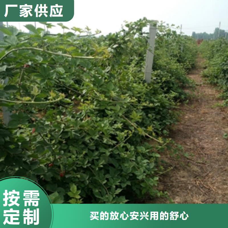 泰山景松 造型景松视频-乌海|锡林郭勒|阿拉善|呼和浩特|兴安|呼伦贝尔泰山景松 造型景松一站式采购-正家园艺场(通辽市分公司)