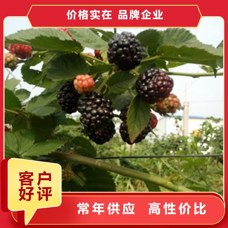 泰山景松 造型景松视频-乌海|锡林郭勒|阿拉善|呼和浩特|兴安|呼伦贝尔泰山景松 造型景松一站式采购-正家园艺场(通辽市分公司)