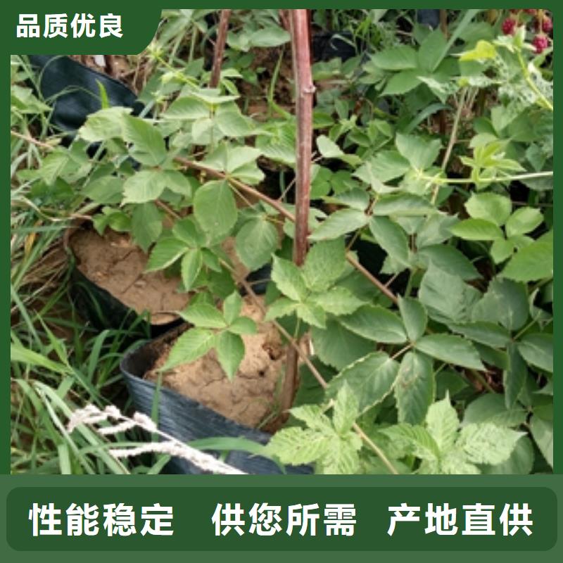 泰山景松 造型景松视频-乌海|锡林郭勒|阿拉善|呼和浩特|兴安|呼伦贝尔泰山景松 造型景松一站式采购-正家园艺场(通辽市分公司)