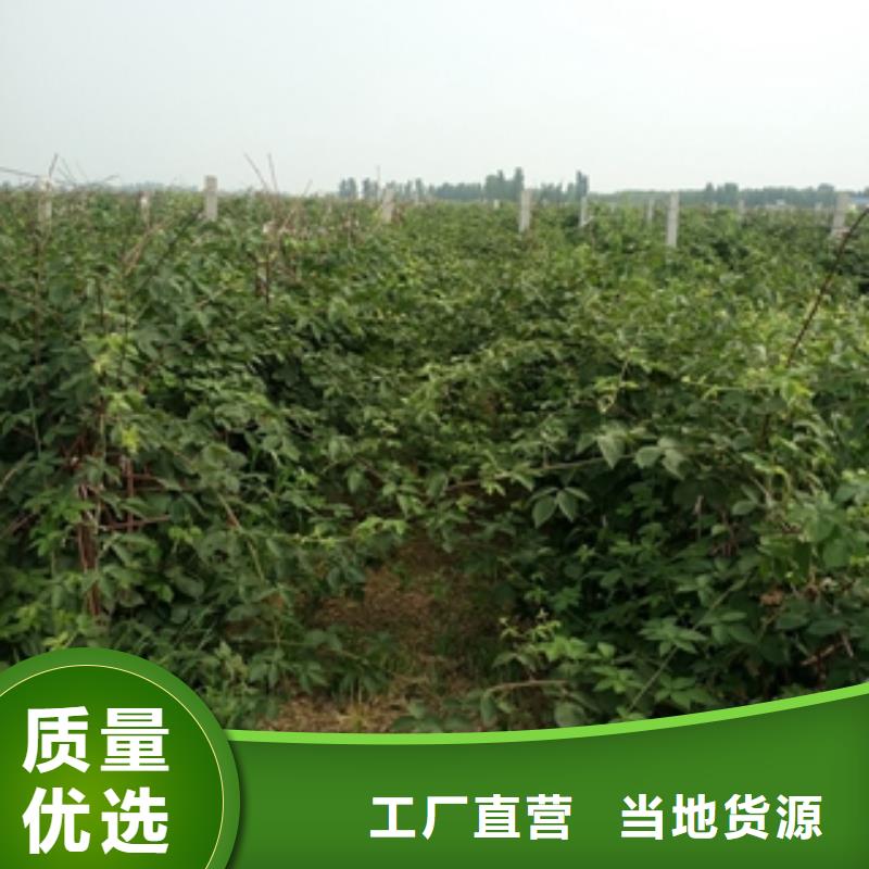 泰山景松 造型景松视频-乌海|锡林郭勒|阿拉善|呼和浩特|兴安|呼伦贝尔泰山景松 造型景松一站式采购-正家园艺场(通辽市分公司)