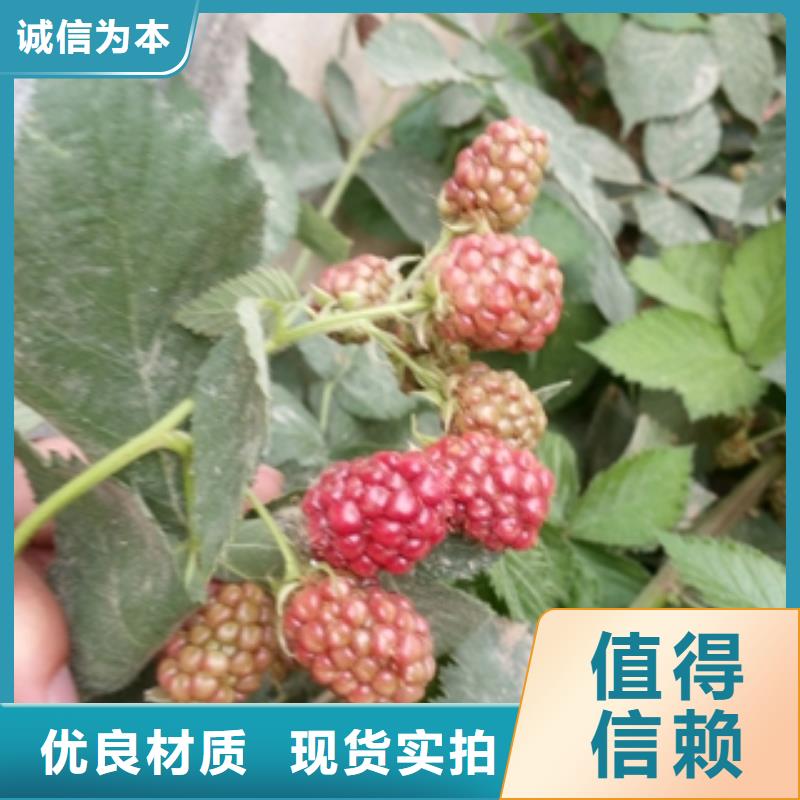 泰山景松 造型景松视频-乌海|锡林郭勒|阿拉善|呼和浩特|兴安|呼伦贝尔泰山景松 造型景松一站式采购-正家园艺场(通辽市分公司)