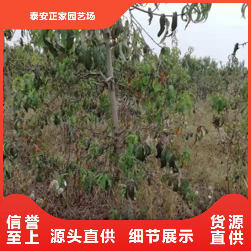 桃树蓝莓苗敢与同行比价格