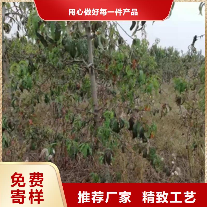 泰山景松 造型景松视频-泰山景松 造型景松-正家园艺场(红河市分公司)服务区域弥勒|开远|丽江|保山|迪庆|昭通|临沧|大理