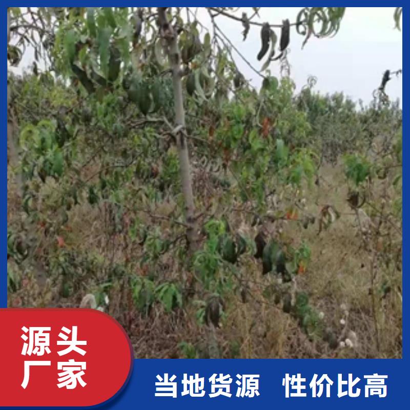 桃树碧桃质检严格