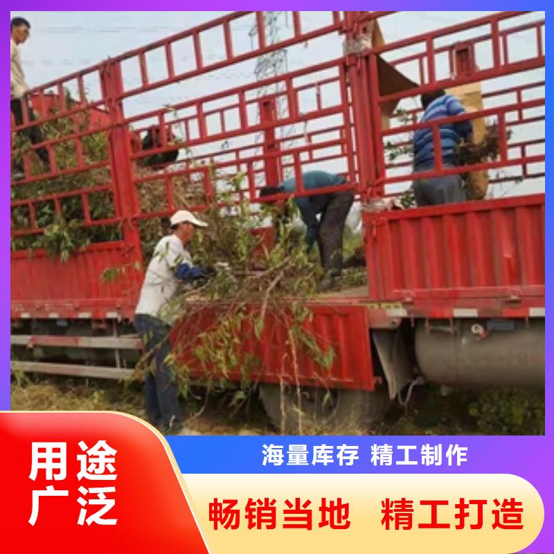 泰山景松 造型景松视频-泰山景松 造型景松_山西省忻州市市场覆盖保德|河曲|晋中|朔州|吕梁|大同|长治等