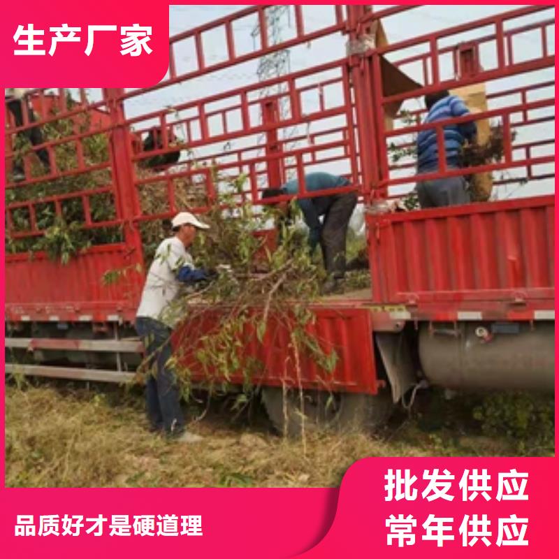 【 桃树-占地果树定制不额外收费】正家泰山景松 造型景松