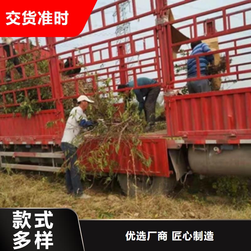 桃树_占地果树一个起售