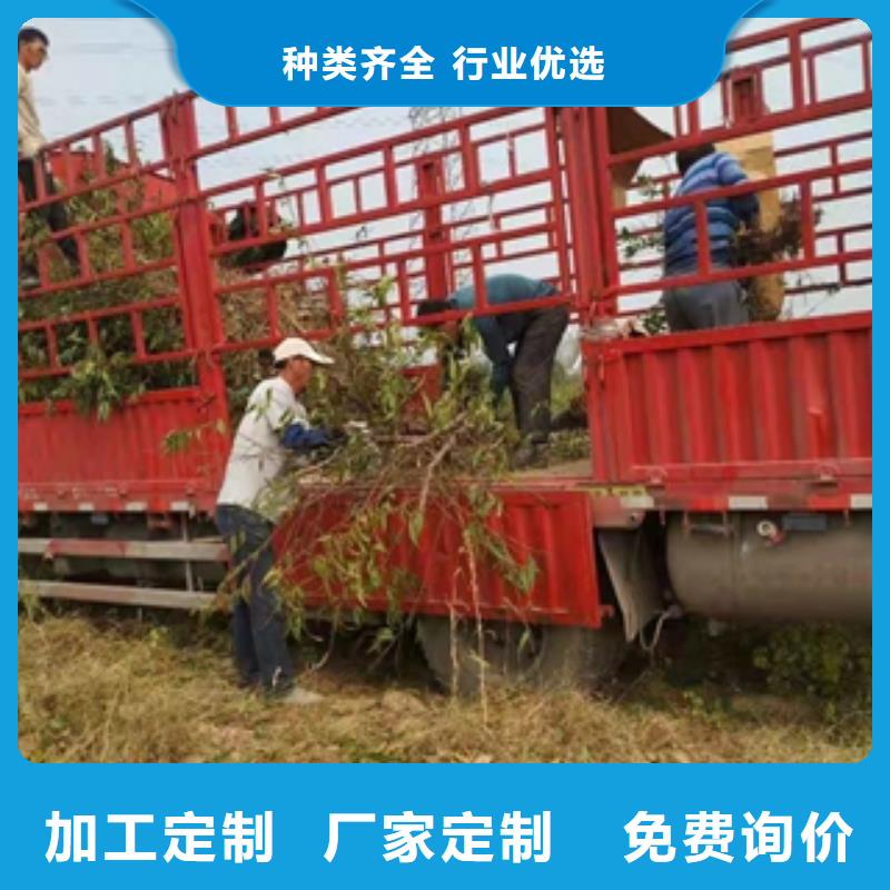 桃树绿化树绿化工程价格低