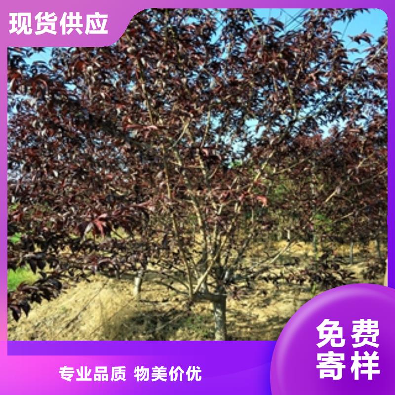 桃树_占地果树一个起售