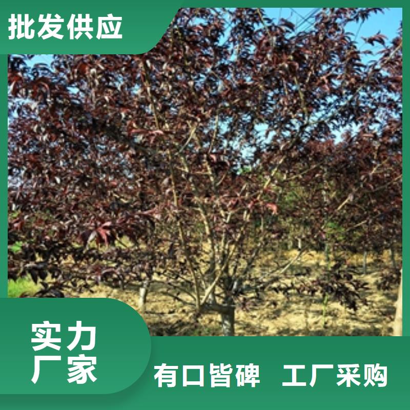 桃树樱桃苗工厂直销