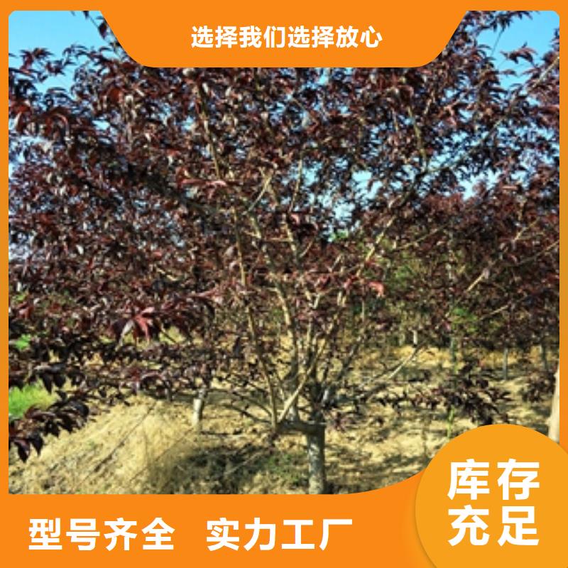 泰山景松 造型景松视频-泰山景松 造型景松_山西省忻州市市场覆盖保德|河曲|晋中|朔州|吕梁|大同|长治等