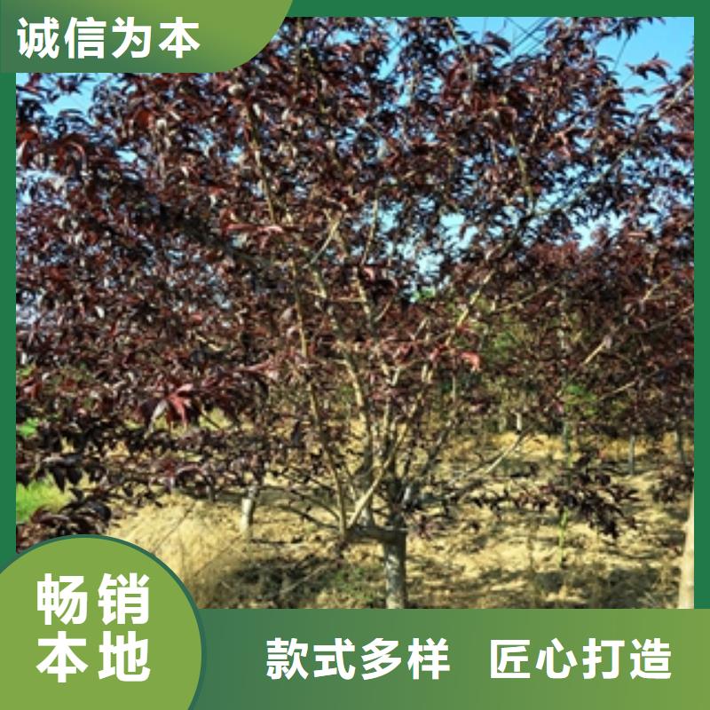桃树蓝莓苗厂家规格全