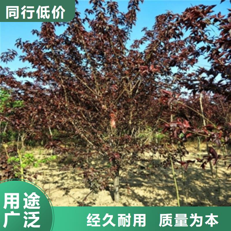 桃树,泰山景松造型景松品质做服务